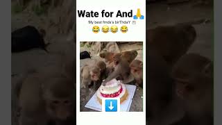 Monkey funny video||happy birthday2022#shorts#funny#monkey#animals#zoo#memes#bagaddog#बन्दर कीवीडियो