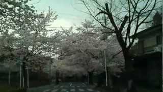 長瀞の桜のトンネルー北桜通り