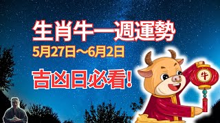 生肖牛，一週運勢（5月27日至6月2日），運程有起伏！吉日、凶日提醒必看！  #生肖牛2024年運勢 #生肖牛2024年運程 #屬牛人2024年運勢 #屬牛人2024年運程