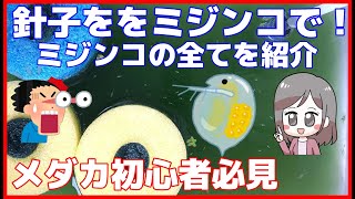 【メダカ】ミジンコで針子を成長させる方法！ミジンコの事すべてのこと紹介します 【メダカ大好きカズ２】