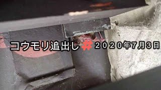 小動物追い出しスプレーで、コウモリ追出し作業！！２０２０年７月３日