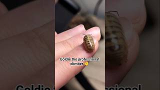 Goldie the professional climber 🫠 #cute  #isopods #pets #funny #bugs #insects