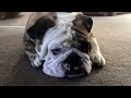 reuben the bulldog when your human leaves