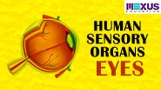 Human Sensory Organs - Eyes