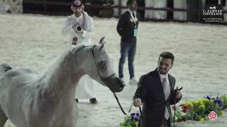 N 188 WAJEEH AL JASSIMYA   Hail International Arabian Horse Show 2024   Stallions 4 6 Years Old Clas