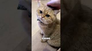 我该不会是第一个和猫吵架，把猫吵到哑了的人吧 #咯噔小话痨 #我和我的猫