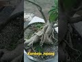 kamboja jepang umur -+10th