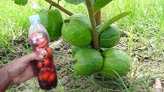 New Best Organic Liquid Fertilizer For Guava Tree | Homemade Free Fertilizers