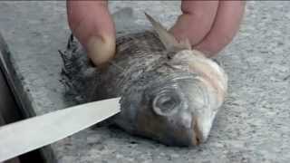 How to fillet a Sea Bream | 214