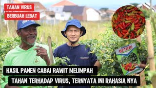 Cabe rawit tahan virus terbaru!! bikin mbah wito ketagihan