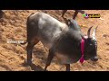 நல்லமநாயக்கன்பட்டி ஜல்லிக்கட்டு 2022 batch 4 2 nallamanayakkanppatty jallikattu 2022 thangam tv