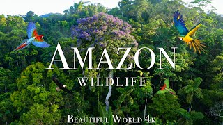 Amazon 4K The World’s Largest Tropical Rainforest - Amazing Nature Sound - Scenic Relaxation Film