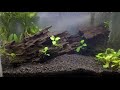 habis 800ribu cuma buat bikin anubias tank ludwigia u0026 spatterdock . episode 3