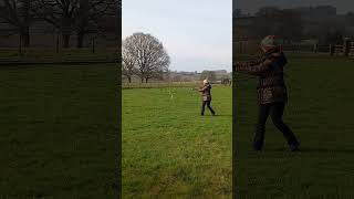 GYR/SAKER FALCON FLYING TO THE LURE (FLIES CLOSE TO THE CAMERA!)