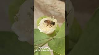 #pollination #nature #plants #bee #gardening #natural  Pollination