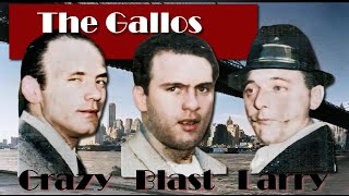 The Gallo Gang!