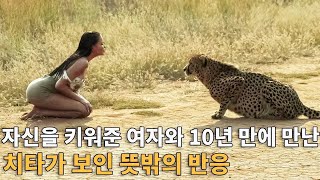 자신을 키워준 여자와 10년 만에 만난 치타가 보인 뜻밖의 반응