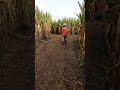 #cornmaze #family #youngfamily #traditionalfamily  @liepoldfamilyfarms9643