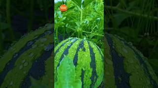 World's Most Expensive Watermelon - Japanese Black Watermelon Cultivation Black Watermelon Farm 2023