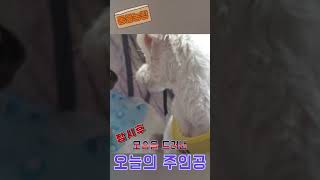 초복 장어구이 먹는 오늘의 주인공 #shorts #댕댕이  #귀여운 #동물농장 #말티즈 #cute #TV동물농장 #초복 #cutedog #장어구이