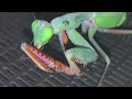 hierodula majuscula giant rainforest mantis first morio worm feeding