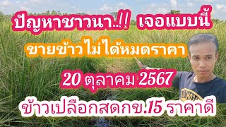 ปัญหาชาวนา‼️ขายข้าวไม่ได้หมดราคา ข้าวเปลือกสด กข.15 ราคาดี