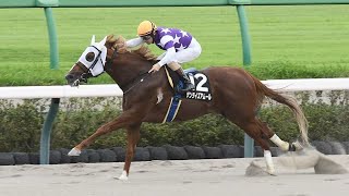 【カペラS】前走59キロで圧勝したサンライズアムール　同じ舞台で重賞初制覇へ｜競馬ニュース｜競馬予想のウマニティ