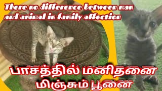 #பாசத்தில் மனிதனை  மிஞ்சும் பூனை#@evervideo277