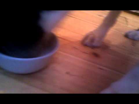 Dogs love giblets Dogs love giblets