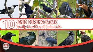 JENIS BURUNG GAGAK // DARI FAMILY CORVIDAE DI INDONESIA