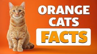 13 Fascinating Facts About Orange Cats!