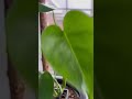 pop monstera monsteradeliciosa モンステラ モンステラデリシオーサ 観葉植物 houseplants