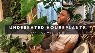 3 Underrated Must Have But Still Affordable Houseplants | Plants of Instagram | Ep 102