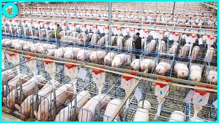 Breeding Millions of Modern Pigs - Automatic Pig Farm Management System