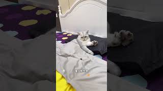 猫真的能听懂人话吗 又是猫咪胡说八道的一天 谁能拒绝傻憨憨的小猫咪 起猛了就爱看猫猫说话