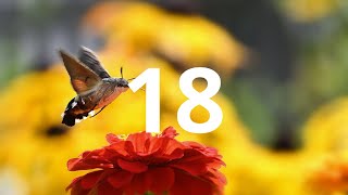 18 Second Countdown Timer With Alarm Sound At the End(Simple Beep)