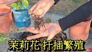 茉莉花扦插繁殖方法