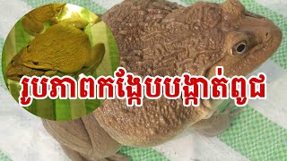 រូបភាពកង្កែបបង្កាត់ពូជ