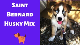 Interesting and Shocking Facts about the Saint Bernard Husky Mix | Should you buy one for you?