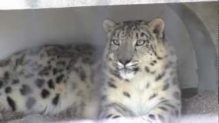 前足を噛むユキヒョウ リアン〜Snow Leopard \