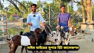 সর্বনিম্ন পাইকারি রেটে আকর্ষণীয় বাছাইকৃত খামার উপযোগী বিগ সেরা মানের দুধের,গাভীন ও খাসি ছাগল কিনুন।