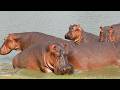 LIVE at the waterhole - 15 May 2026