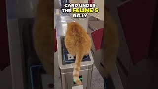 Chill Cat Takes Over Metro Scanner in Istanbul #shorts #wholesome