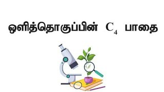 ஒளித்தொகுப்பின் C4 பாதை