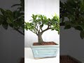 ficus microcarpa bonsai for sale shorts bonsai bonsaitree ficusplant garden viral