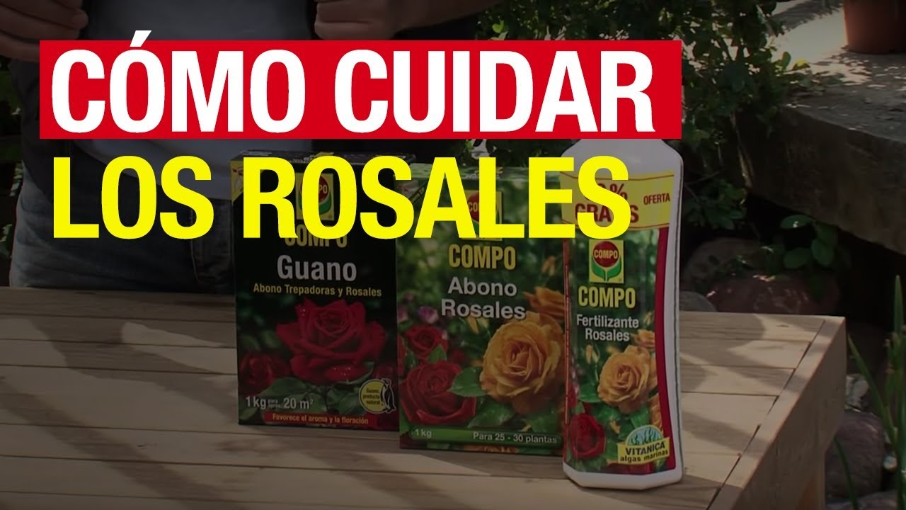 Cómo Cuidar Los Rosales - COMPO Jardinería - YouTube