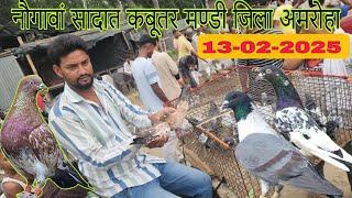 नौगावां सादात कबूतर मण्डी जिला अमरोहा उत्तर प्रदेश 13-02-2025. Nougawan sadat kabootar market