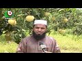 bari mango cultivation success in faridpur mango cultivation current news stories