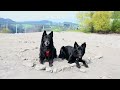 zesty folly . . belgian sheepdog 1yo