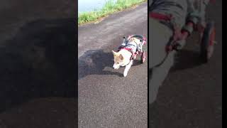 はな工房の犬用車椅子　岐阜県コーギー　小町ちゃん♪